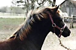 Bristol Super Son posing in halter showing his off-side profile of head and neck